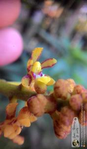 Pomatocalpa diffusum