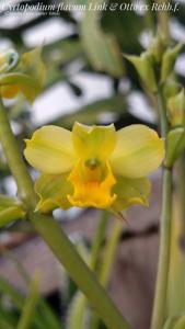 Cyrtopodium flavum