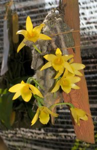 Dendrobium senile