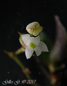 Angraecum rubellum