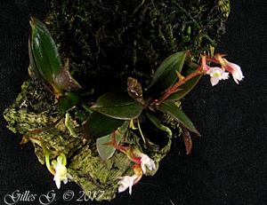 Angraecum rubellum
