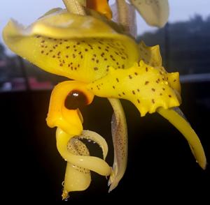 Stanhopea wardii
