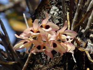 Dendrobium pulchellum