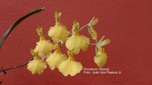 Gomesa ottonis