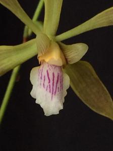Encyclia argentinensis