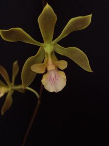 Encyclia argentinensis
