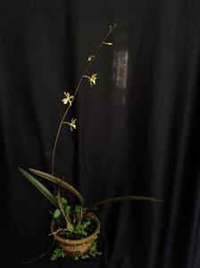 Encyclia argentinensis