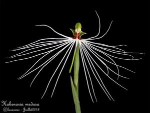 Habenaria medusa