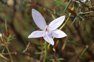 Caladenia major
