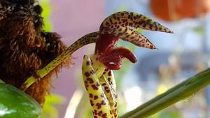 Bulbophyllum lasiochilum