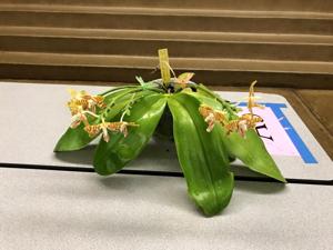 Phalaenopsis amboinensis