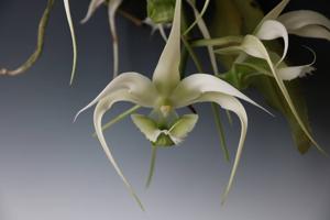 Erasanthe henrici
