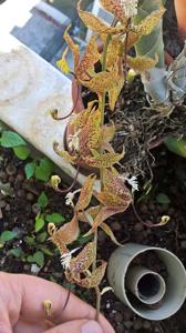 Cycnoches maculatum