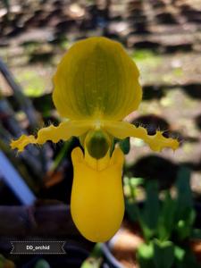 Paphiopedilum primulinum