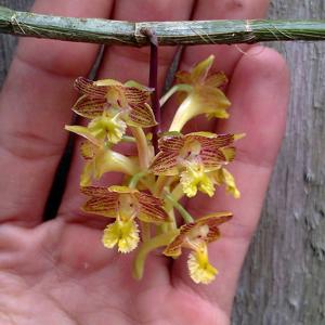 Dendrobium kelamense