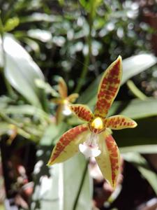 Phalaenopsis cornu-cervi