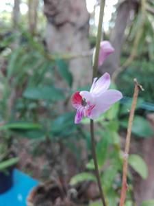 Phalaenopsis pulcherrima