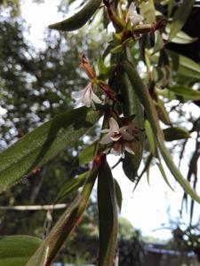 Trichotosia pulvinata