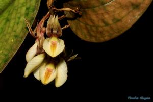 Nephelaphyllum pulchrum