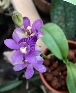Phalaenopsis pulcherrima