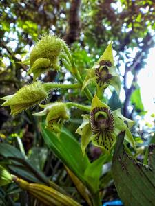 Dendrobium macrophyllum