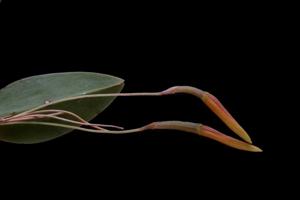 Restrepia aberrans