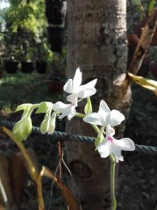 Calanthe vestita