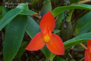 Maxillaria sophronitis