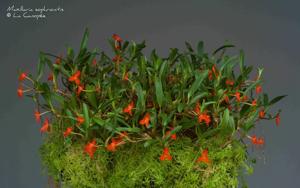 Maxillaria sophronitis