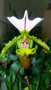 Paphiopedilum spicerianum
