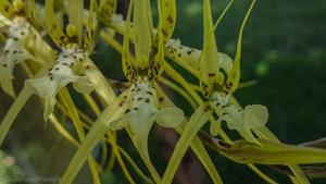 Brassia verrucosa