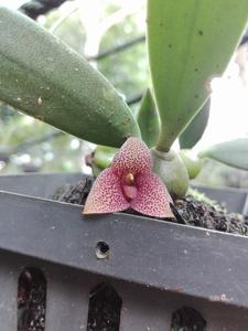 Bulbophyllum pictum