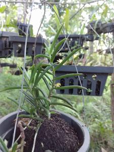 Adenoncos parviflora