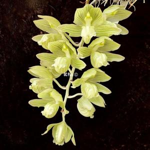 Clowesia russelliana