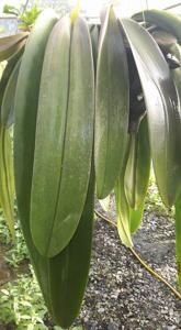 Bulbophyllum fletcherianum