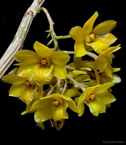 Dendrobium ionopus