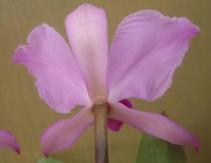 Cattleya jenmanii