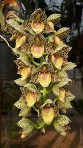 Catasetum denticulatum