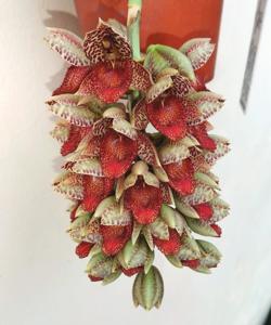 Catasetum denticulatum