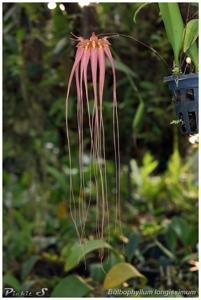 Bulbophyllum longissimum