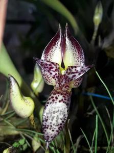 Bulbophyllum macranthum