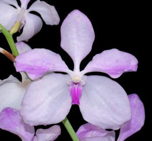 Vanda coerulea f. delicata