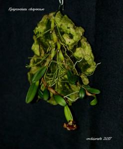 Dendrobium brunneum
