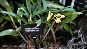 Dendrobium euryanthum