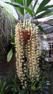 Coelogyne pulverula