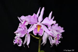 Cattleya maxima