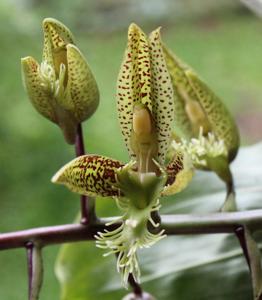 Catasetum lanciferum