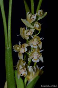 Coelogyne sulphurea var. crassifolia