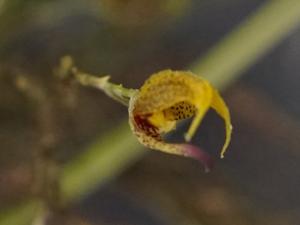 Scaphosepalum beluosum