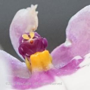 Caucaea nubigena